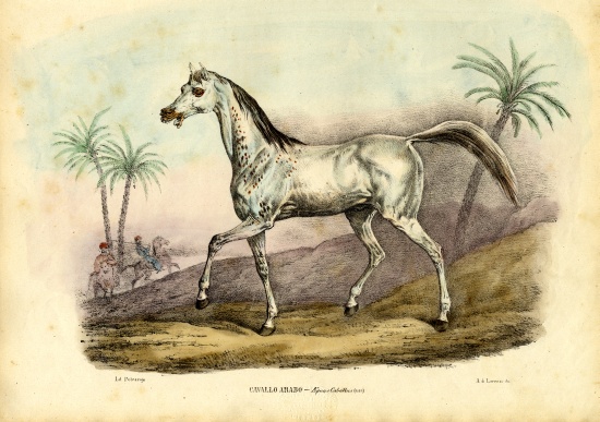 Arab Horse à Raimundo Petraroja