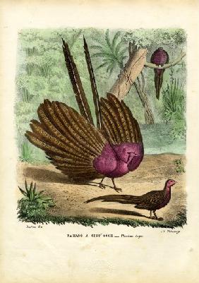 Argus Pheasant