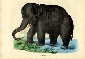 Asian Elephant