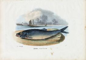 Atlantic Herring