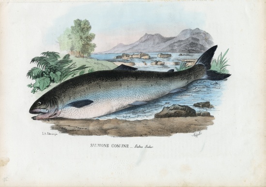 Atlantic Salmon à Raimundo Petraroja