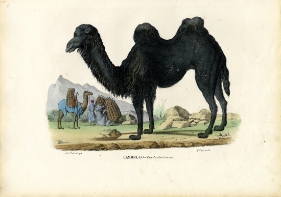 Bactrian Camel à Raimundo Petraroja