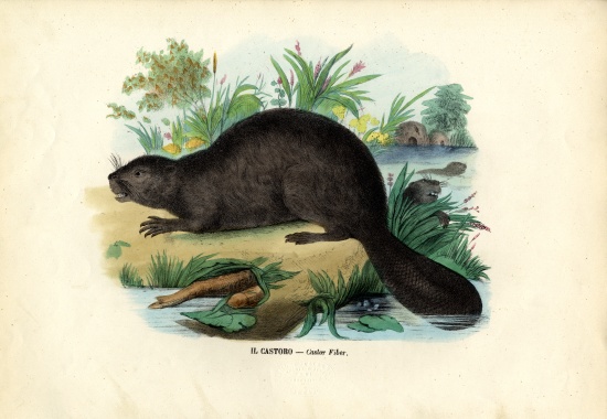 Beaver à Raimundo Petraroja