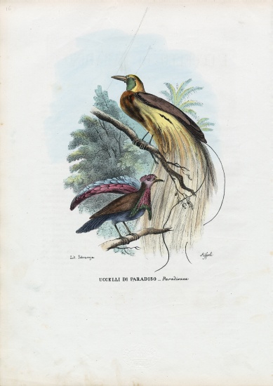 Bird Of Paradise à Raimundo Petraroja