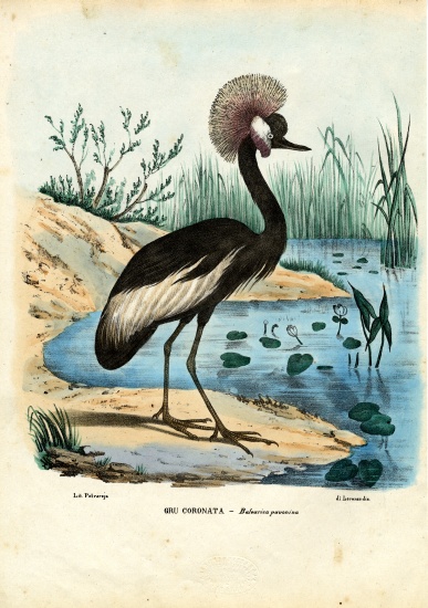 Black-Crowned Crane à Raimundo Petraroja