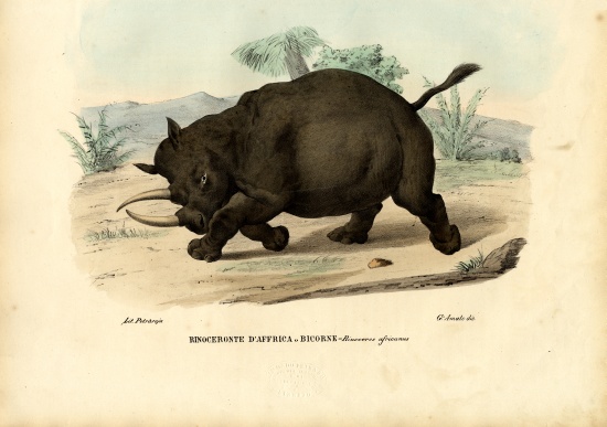 Black Rhinoceros à Raimundo Petraroja