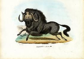 Black Wildebeest