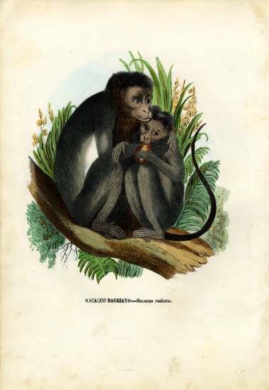 Bonnet Monkey à Raimundo Petraroja
