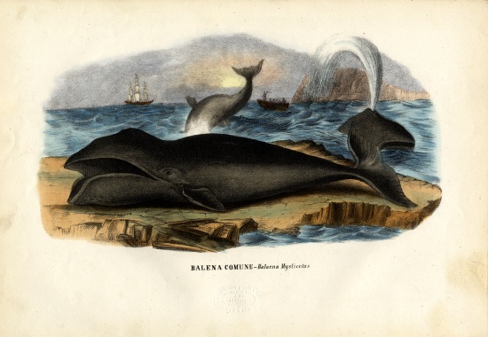 Bowhead Whale à Raimundo Petraroja