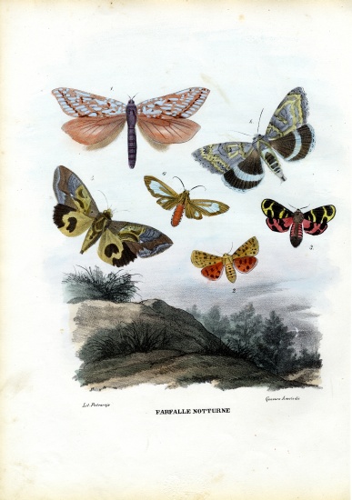 Butterflies à Raimundo Petraroja