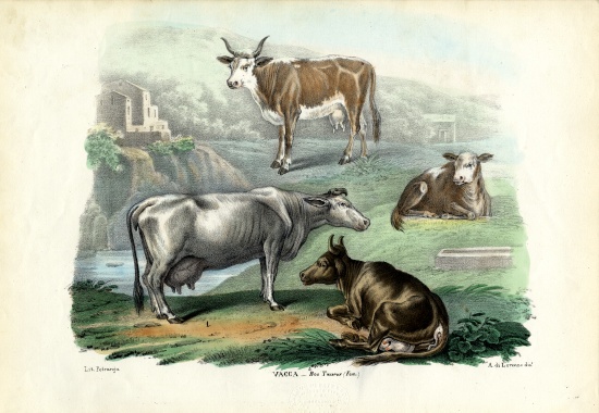 Cattle à Raimundo Petraroja