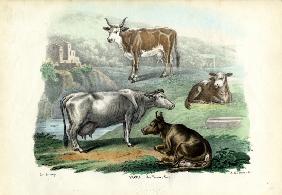 Cattle