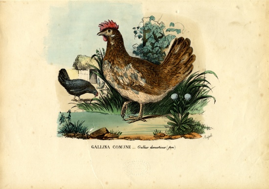 Chicken à Raimundo Petraroja