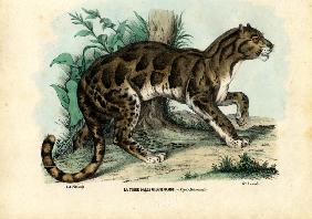 Clouded Leopard