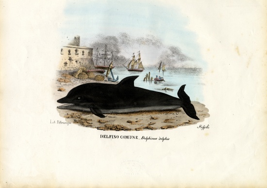 Common Dolphin à Raimundo Petraroja