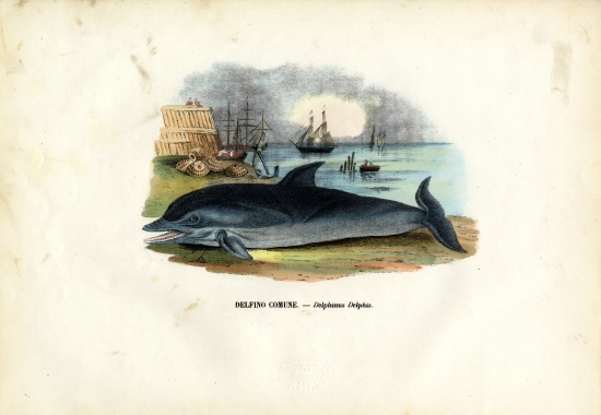 Common Dolphin à Raimundo Petraroja
