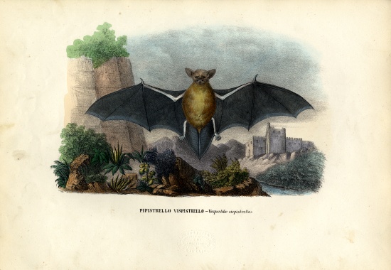Common Pipistrelle à Raimundo Petraroja