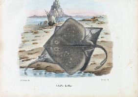 Common Skate