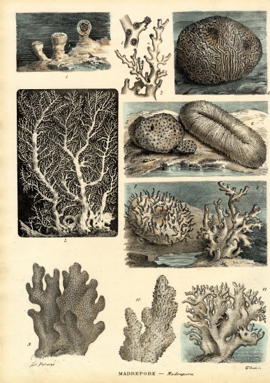 Corals à Raimundo Petraroja