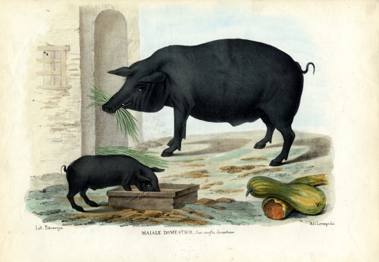 Domestic Pig à Raimundo Petraroja