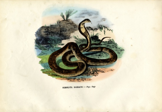 Egyptian Cobra à Raimundo Petraroja