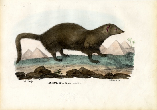 Egyptian Mongoose à Raimundo Petraroja
