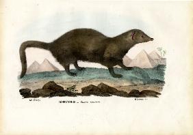 Egyptian Mongoose
