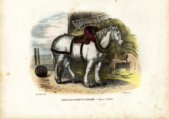 English Farm Horse à Raimundo Petraroja