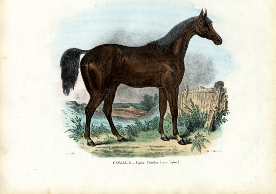 English Horse à Raimundo Petraroja
