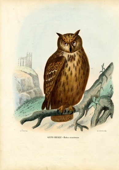 Eurasian Eagle Owl à Raimundo Petraroja
