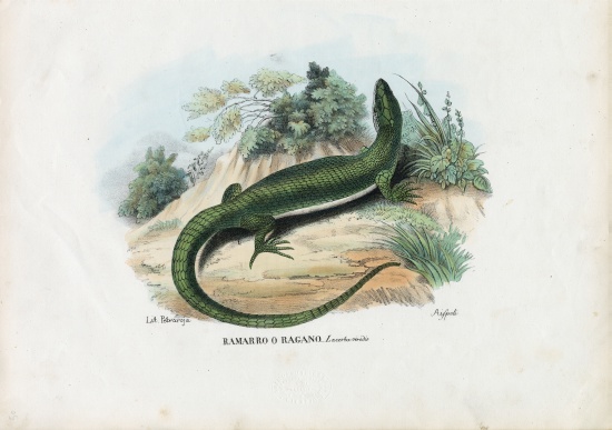 European Green Lizard à Raimundo Petraroja