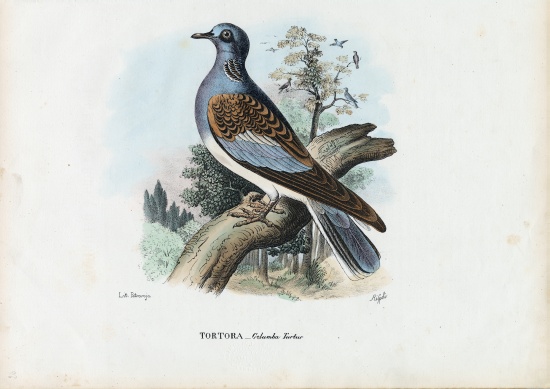 European Turtle Dove à Raimundo Petraroja