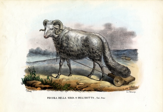 Fat-Tailed Sheep à Raimundo Petraroja