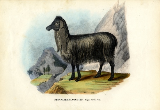 Feral Goat à Raimundo Petraroja
