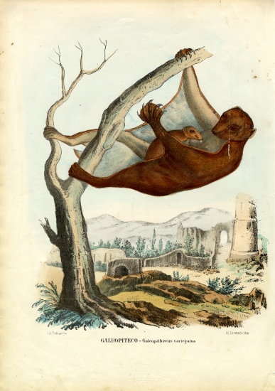 Flying Lemur à Raimundo Petraroja