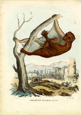 Flying Lemur