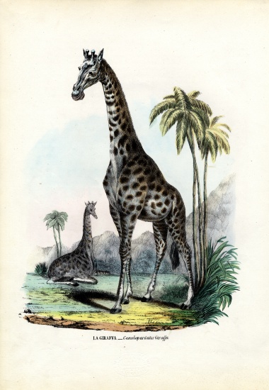 Giraffe à Raimundo Petraroja