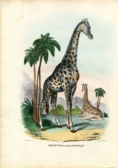 Giraffe à Raimundo Petraroja