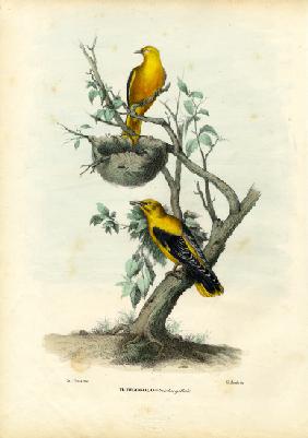 Golden Oriole