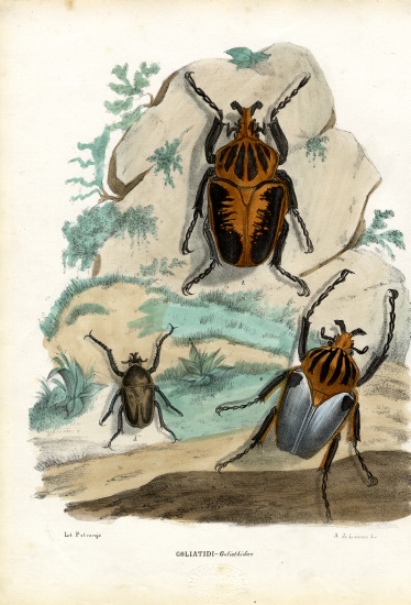 Goliath Beetles à Raimundo Petraroja
