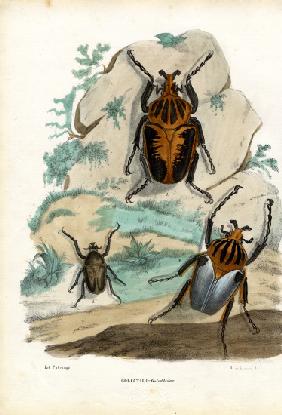 Goliath Beetles