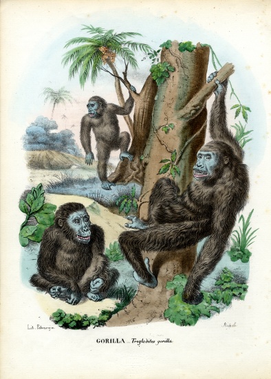 Gorilla à Raimundo Petraroja