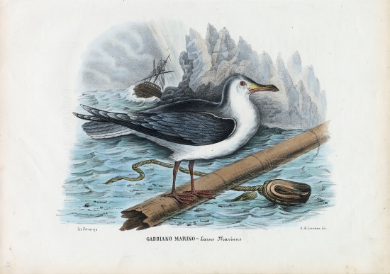 Great Black-Backed Gull à Raimundo Petraroja