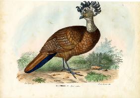 Great Curassow