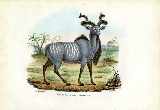 Greater Kudu à Raimundo Petraroja