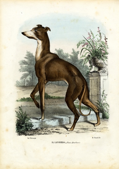 Greyhound à Raimundo Petraroja