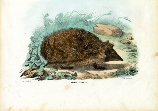 Hedgehog à Raimundo Petraroja