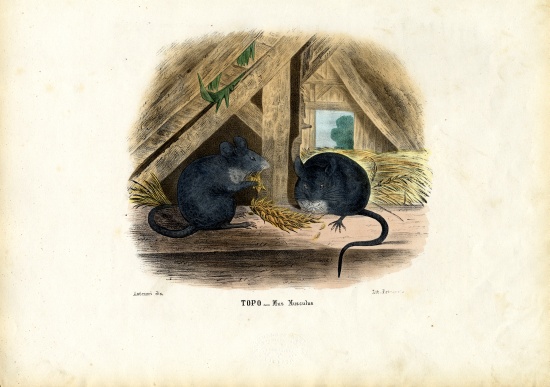 House Mouse à Raimundo Petraroja