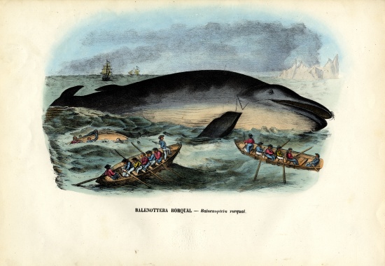 Humpback Whale à Raimundo Petraroja
