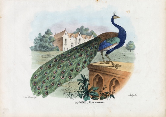 Indian Peafowl à Raimundo Petraroja